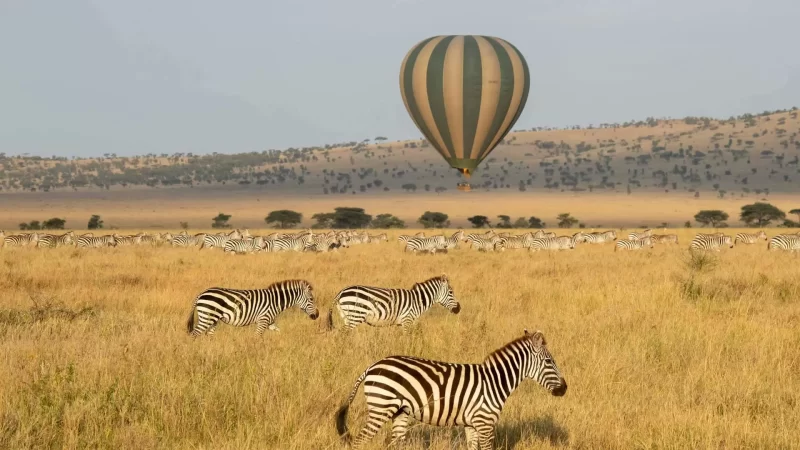 Balloon-and-Zebra